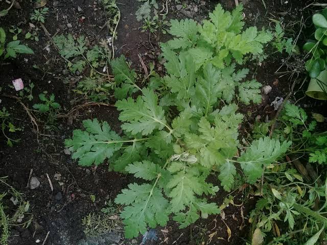 plantita